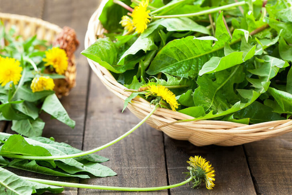 Unge løveannblad kan brukes i salat. Fotograf: Shutterstock. Løvetannblad i en kurv, høstet til bruk i salat.
