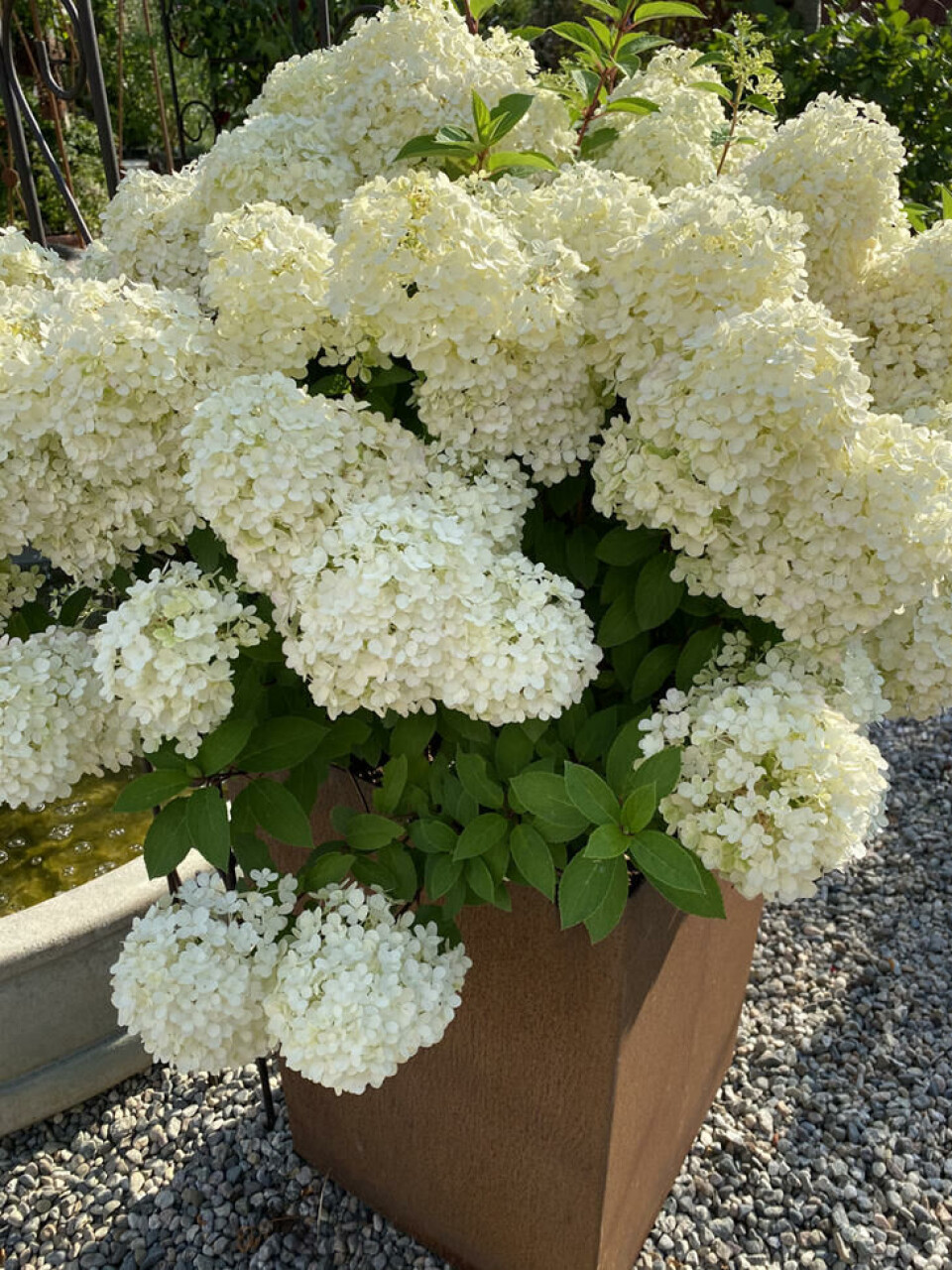 Metallbeholdere blir varme om sommeren og kalde om vinteren. En hvitblomstret hortensia plantet i en rustet, firkantet metallbeholder.