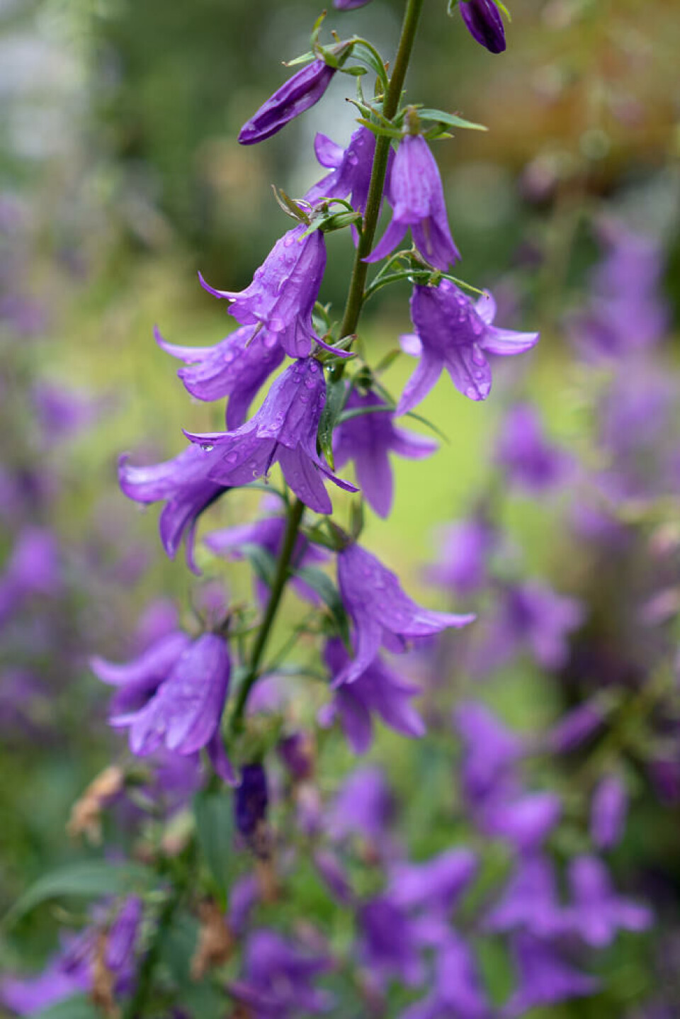 Ugrasklokka har vakre blå blomster. Men det er bedre å velge en art som sprer seg mindre enn denne. Foto: Shutterstock. Ugressklokke