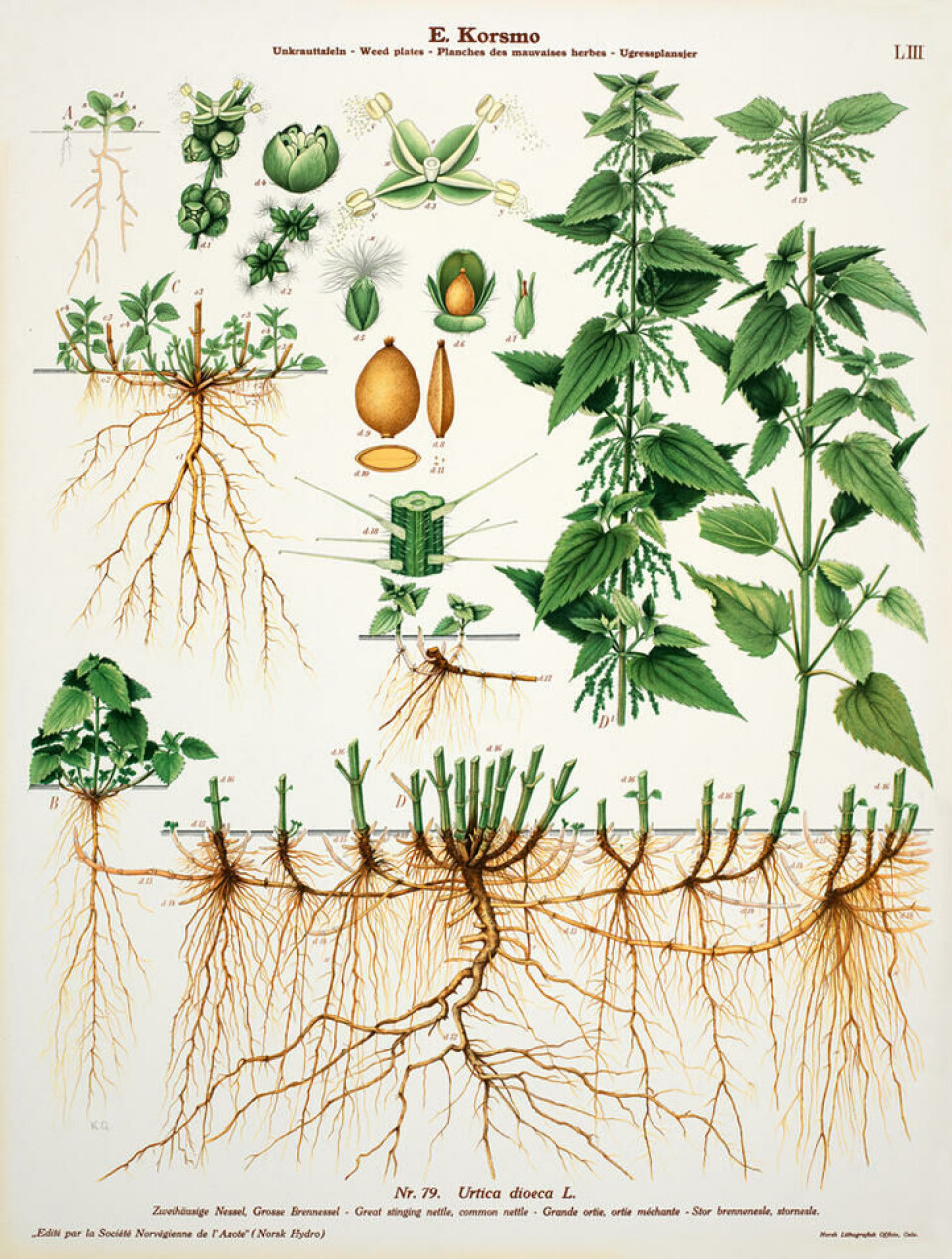 Fra Korsmos ugrasplansjer/NIBIO. Ill. Knut Quelprud. En illustrert stornesle som viser planten både over og under jordoverflaten.
