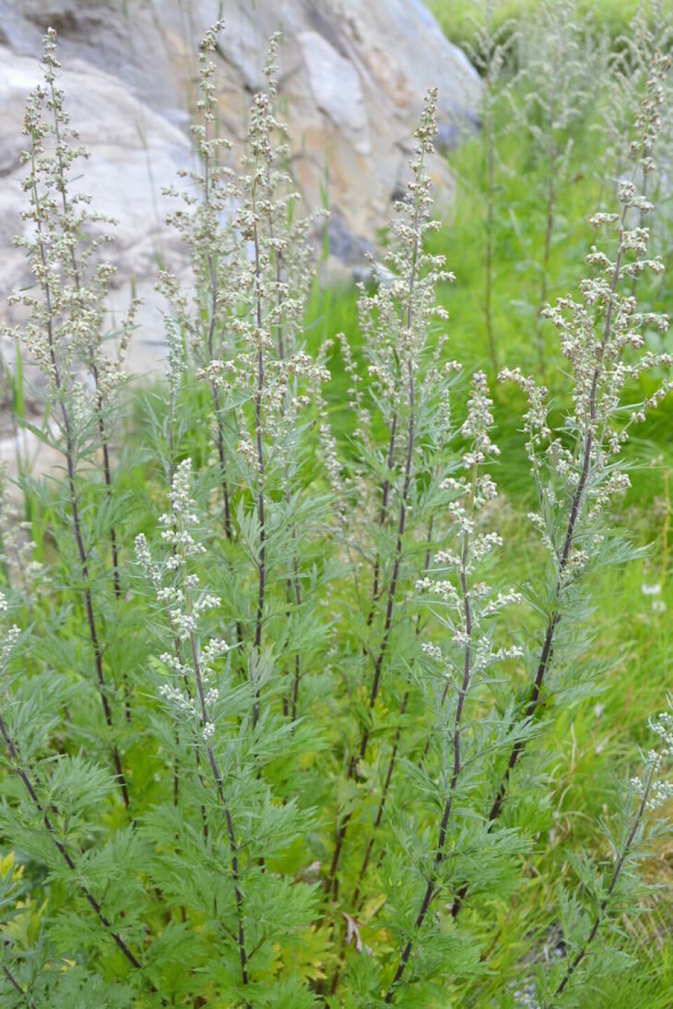 Slik er vi vant til å se buroten. Fotograf: Marianne Utengen. En burotplante i full blomst.