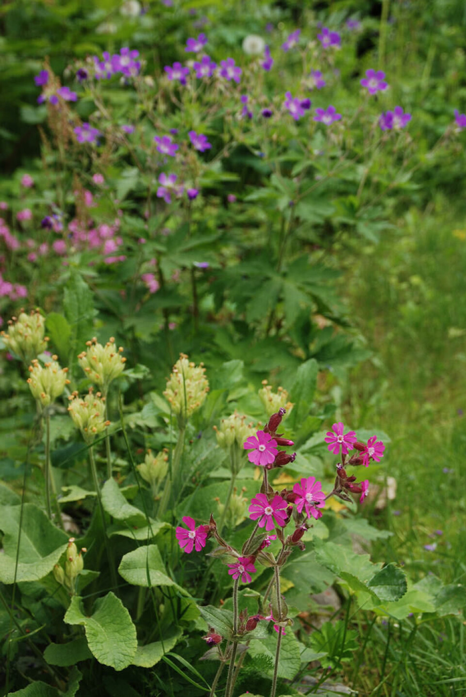 Ville blomster som maria nøkleblom, rød jonsokblom og engstorkenebb kan bli fine 'hageblomster' på en naturtomt. Fotograf: Marianne Utengen. Ville blomster, maria nøkleblom, rød jonsokblom og engstoknebb.