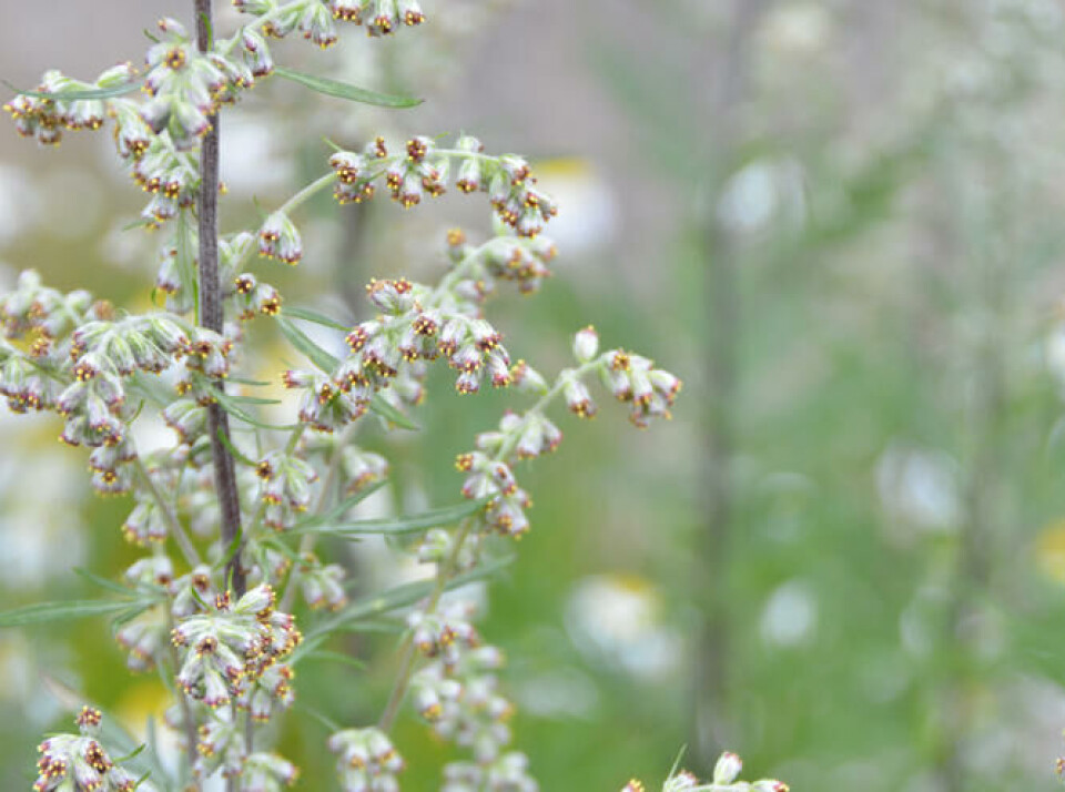 I én liten kurvblomst sitter 12–20 fertile blomster. Fotograf: Marianne Utengen. Nærbilde av små røde og gule burotblomster