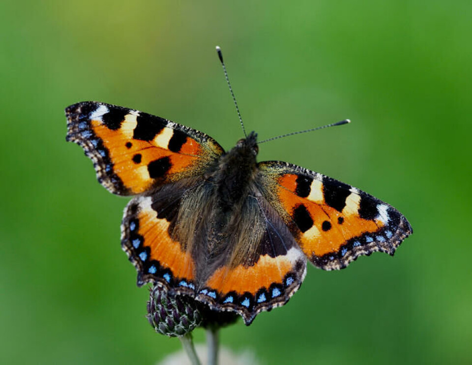 Neslesommerfuglen har en karakteristisk blåprikket blondekant nederst. Fotograf: Shutterstock. En stornesle med utspente vinger på en blomsterknopp.