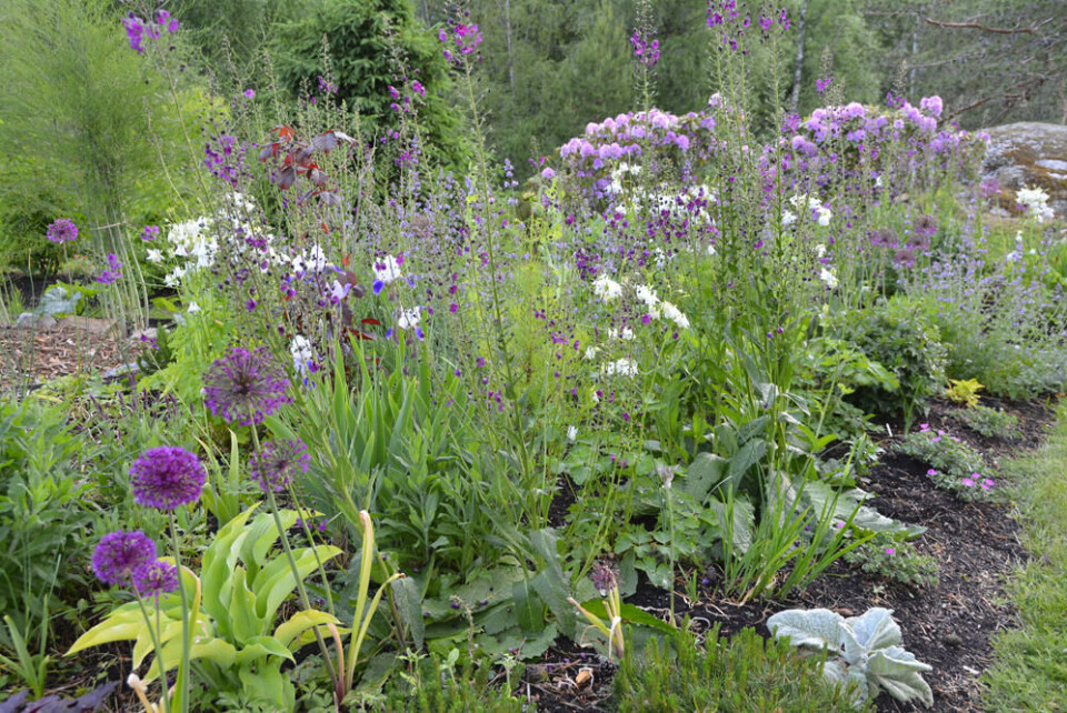 Et bed med tørketålende planter kan også være frodig selv om jorda er skrinn og solen nådeløs. Et bed i full sol tilplantet med stauder og prydløk i lilla nyanser.