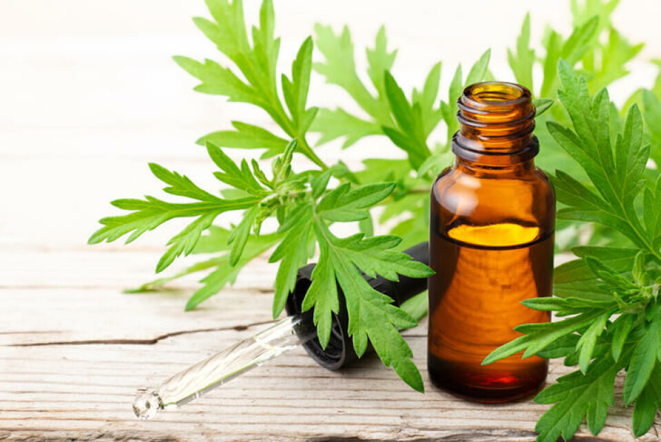Aromatiske oljer kan utvinnes av burot. Fotograf: Shutterstock. En flaske aromatiks olje og et blad av burot.