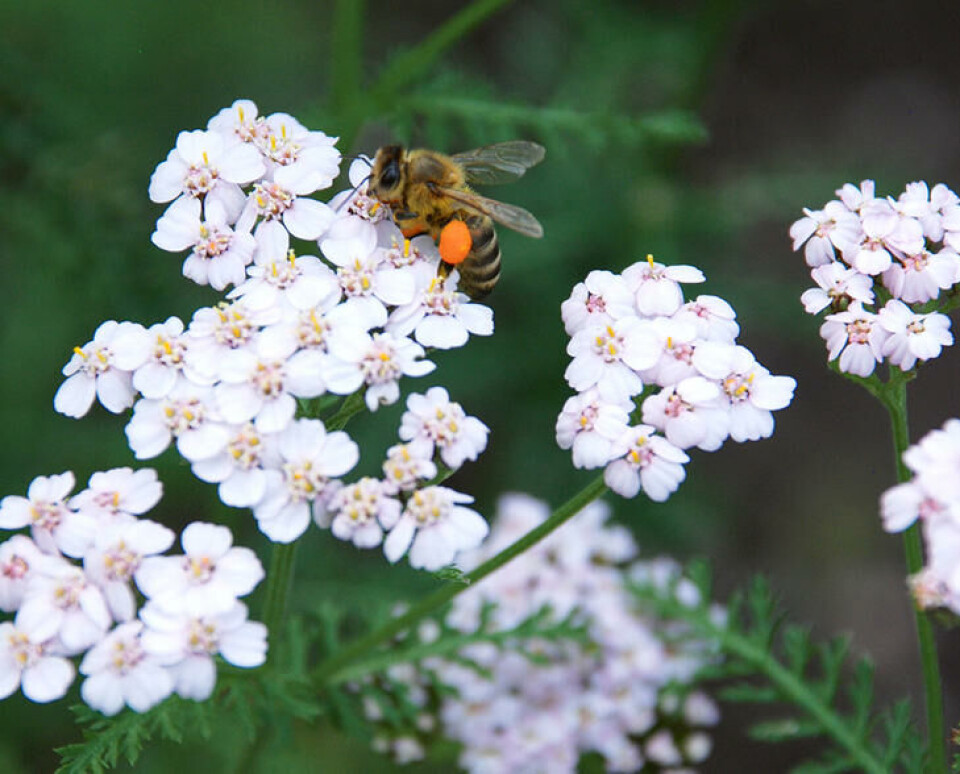 Ryllik er en populær plante blant våre pollinerende insekter. Her holder en bie på å fylle pollenkurvene sine. Fotograf: Marianne Utengen. Nærbilde av rylliblomst med bie.