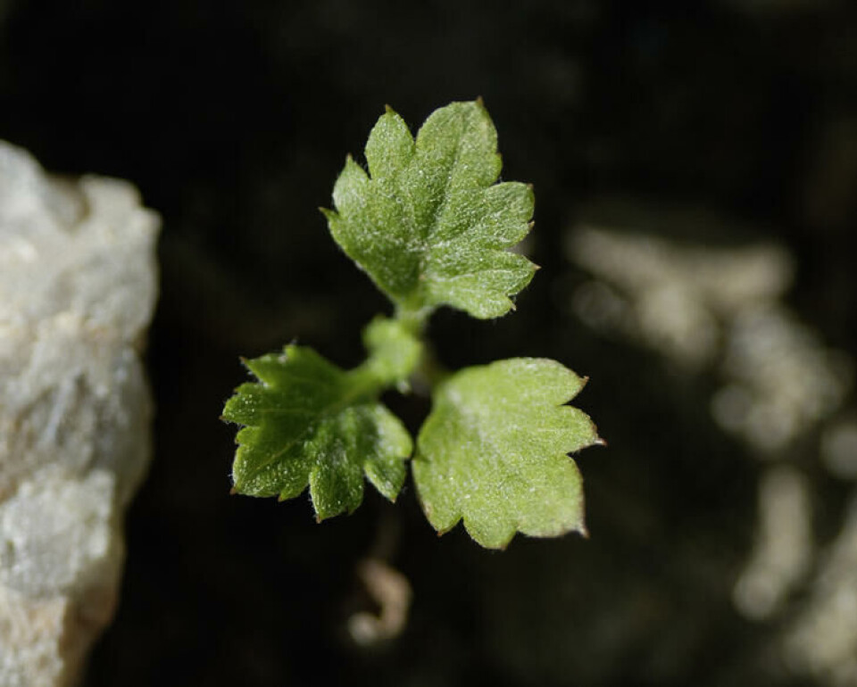 Frøplanten til burot har mindre flikete blad enn voksne. Fotograf: Erling Fløistad. Et nærbilde av en frøplante av burot mot svart bakgrunn.