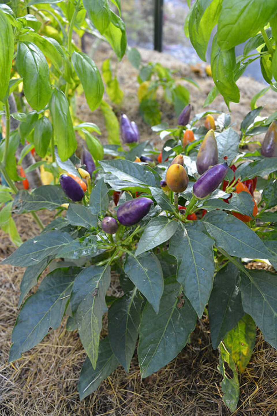 Chili ‘Razzmatazz’ vokser veldig sakte og må sås tidlig for å gi avling. Fargerik paprika Razzmatazz i drivhus.