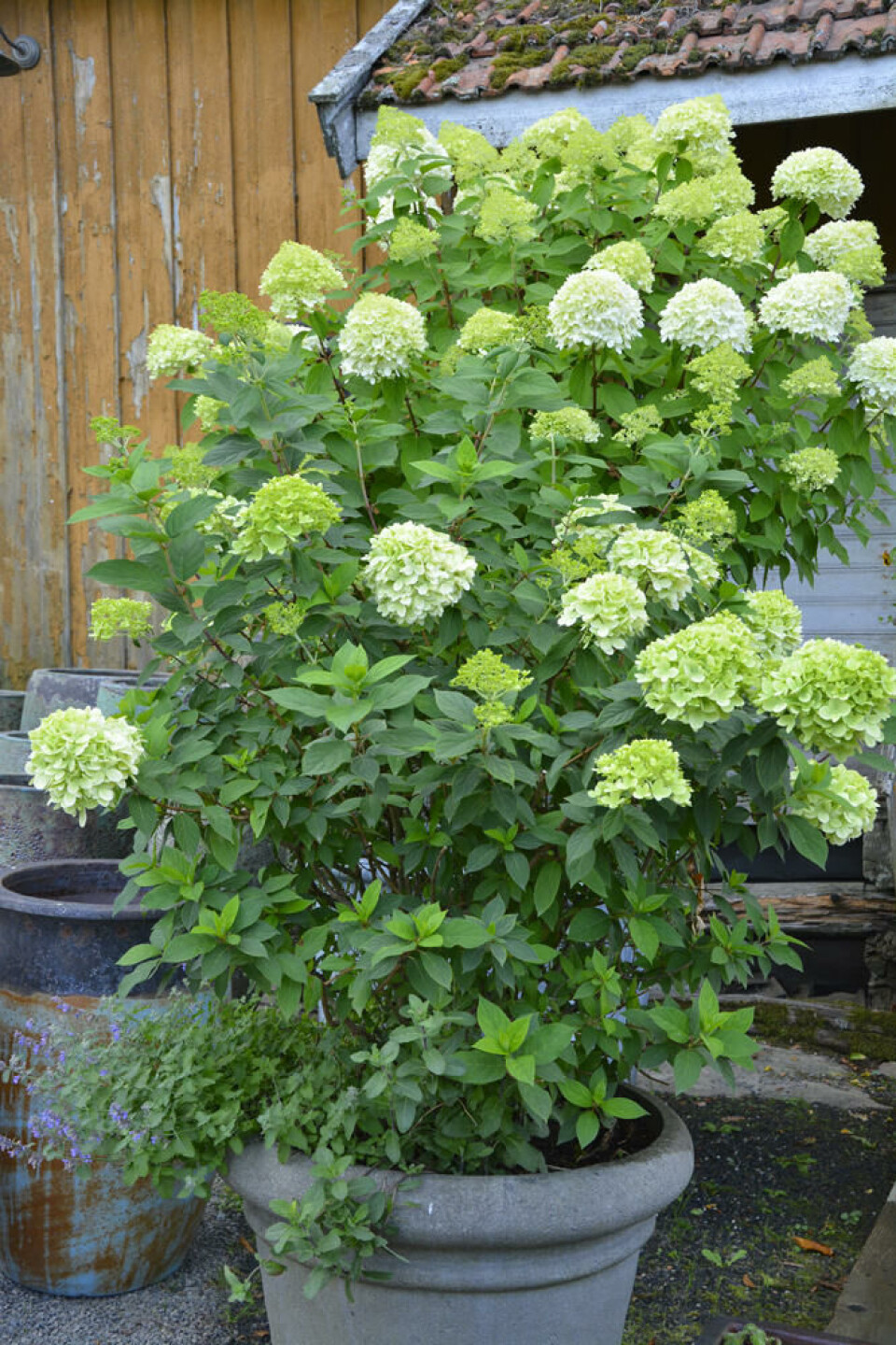 Hortensia trives i en stor potte. Fotograf: Marianne Utengen. Eb hvitblomstret hortensia plantet i en grå glassfiberpotte som likner betong.