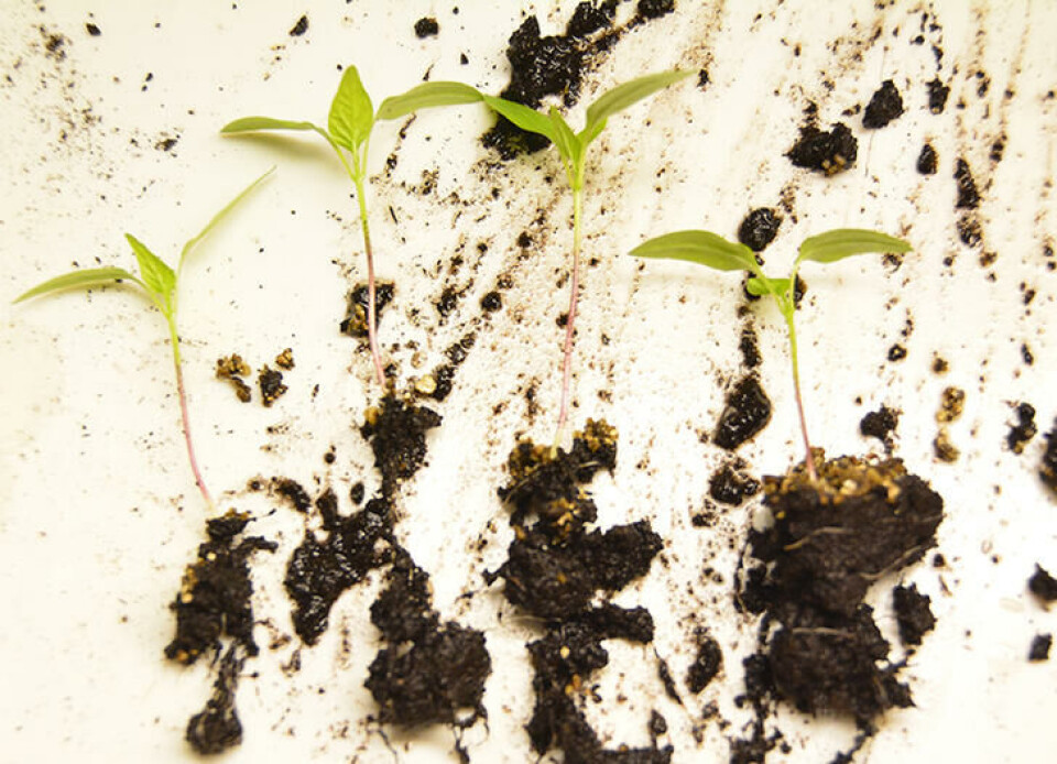 Små planter med hver sin rot. Paprikaspirer