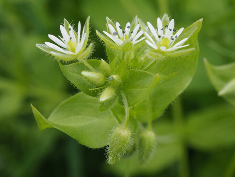 Vassarvens blomster er bare 3–5 mm i diameter og sitter på lange, hårete skaft. Fotograf: Rolv Hjelmstad, Urtekilden rolv.no. Nærbilde av hvite, små vassarveblomster