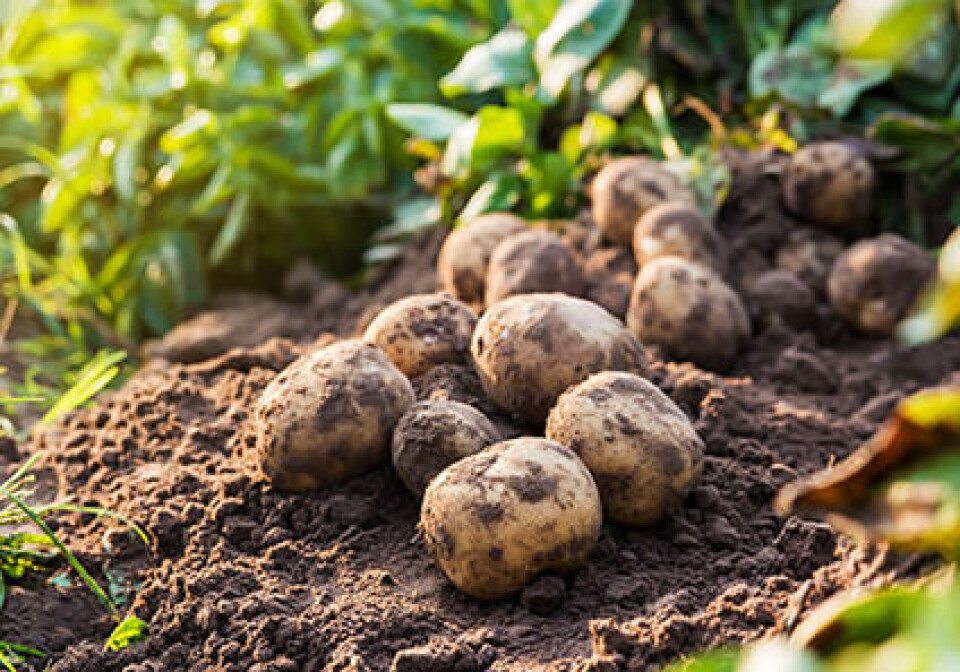 Ingen beredskapshage uten poteter! Foto: Shutterstock Beredskap-poteter kjøkkenhage med nyplukkede poteter med potetris