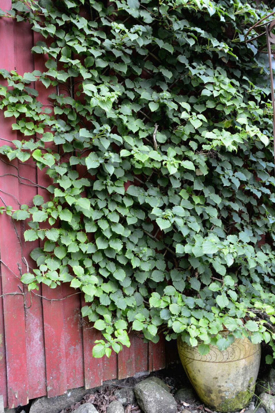 Klatrehortensia mot en låvevegg. Fotograf: Marianne Utengen. En klatrehortensia vokser på en rødmalt låvevegg.