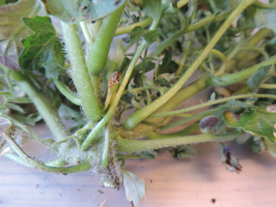 Klopyralidskadet tomatplante med mange sidegreiner. Foto: Kirsty McKinnon Feil forgreining på tomat etter skade av plantevernmidler