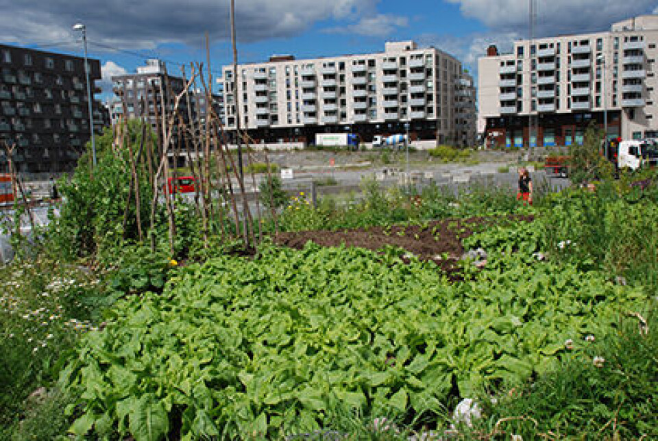 Ubrukte jordarealer kan brukes til å dyrke matplanter. Foto: Jorunn Amdal Kjøkkenhage på friareal i boligområde