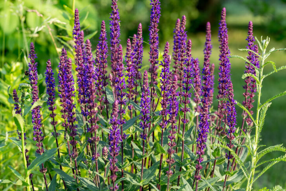 Steppesalvie er tørkesterk. Fotograf: Shutterstock. Steppesalvie i blomst.
