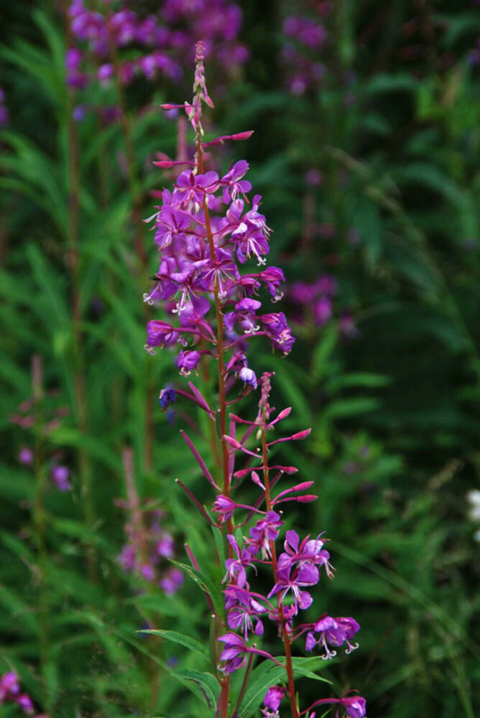 Geitrams har skarpt rosa blomster i høye blomsterspir som blomstrer nedenfra og opp. Fotograf: Marianne Utengen. Et spir med geitramsblomster.