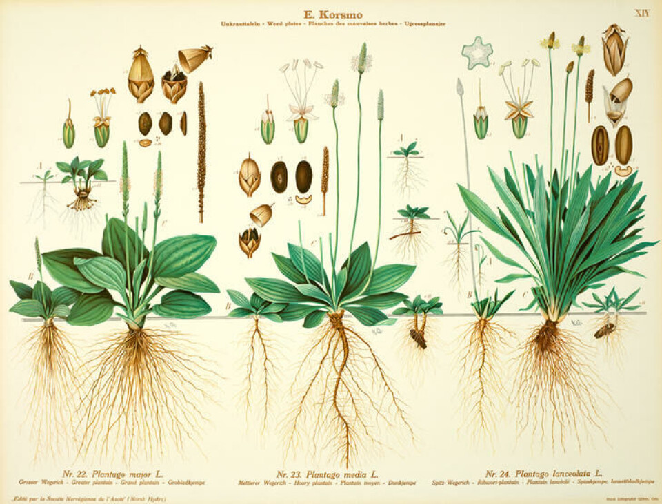 Ill. Knut Quelprud. Fra Korsmos ugrasplansjer/NIBIO En gammel illustrasjon med groblad og to andre kjempearter i alle stadier.