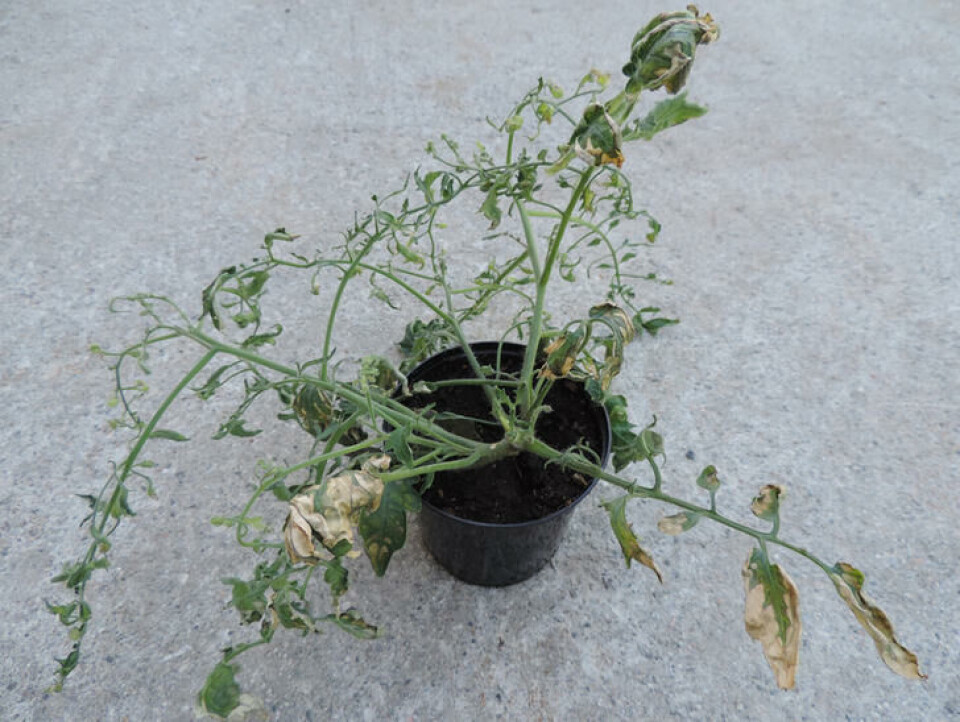 Skadet tomatplante etter tilførsel av gjødsel med pesticidrester. Fotograf: Kirsty McKinnon. Misvekst hos tomat som følge av pesticidrester