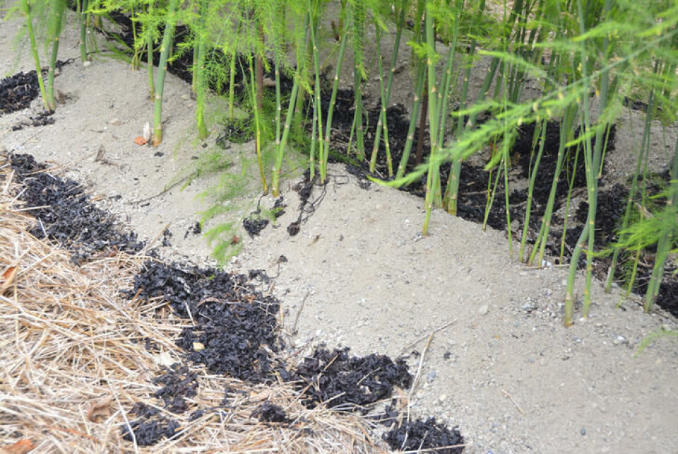 Asparges kan dyrkes rett i sand. Aspargesplanter i et bed av sand, med tang som jorddekke.