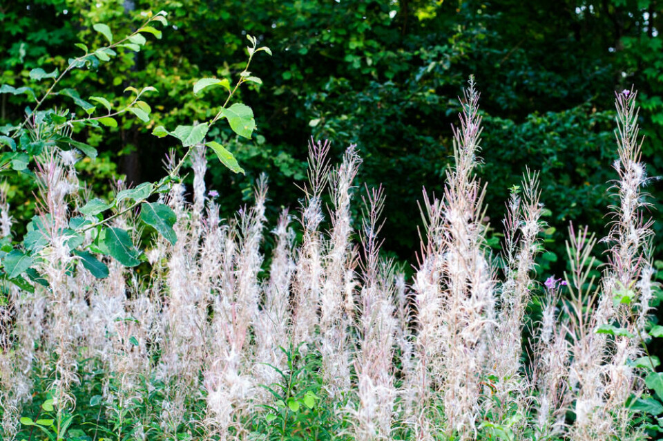 Avblomstrede geitrams fulle av frøull. Hindre videre spredning ved å fjerne hele blomsterstanden før ulla kommer ut. Fotograf: Marianne Utengen. Avblomstrede geitramsblomster fulle av frø med fnokk.