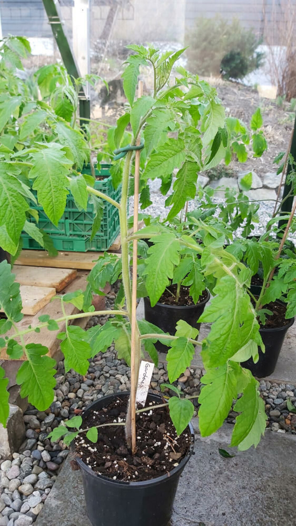 En frisk tomatplante med ett toppunkt og gjennomgående stamme. Fotograf: Marianne Utengen. En frisk tomatplante.