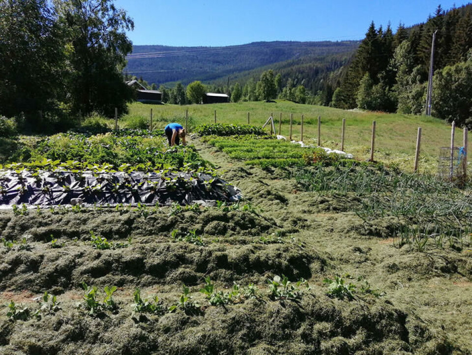 Beredskapshagen til Anders og Barbro Nordrum. Foto: Datsja.no Beredskapshagen til Anders og Barbro Nordrum.