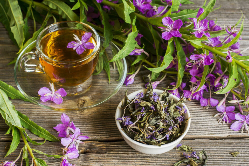 Hele planten er spiselig. Blad kan tørkes til te. Fotograf: Shutterstock. Frisk og tørket geitrams og en kopp med te.