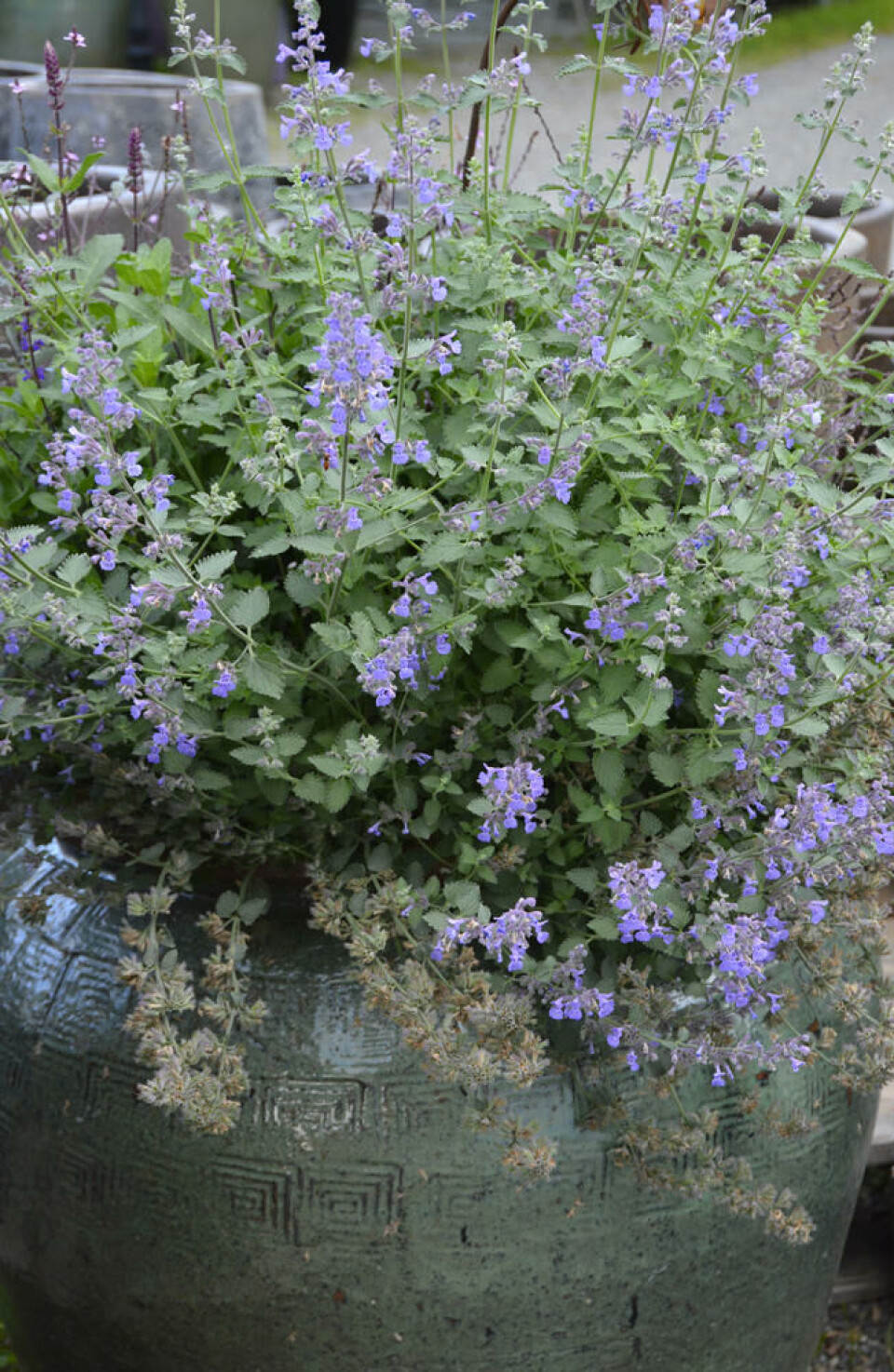 Kattemynte blomstrer lenge og passer i potte. Fotograf: Marianne Utengen. Kattemynte i blomst. Plantet i en grønn, stor potte.