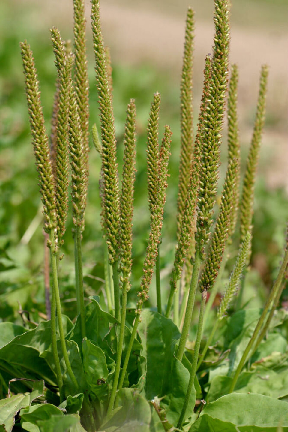 Frøene klistrer seg til til skosåler og spres effektivt. Fotograf: Shutterstock. Blomsterstander hos en grobladplante