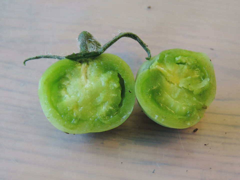 Gjennomskåret frukt fra tomat uten frø. Fotograf: Kirsty McKinnon. Tomatfrukt ødelagt av rester av plantevernmidler
