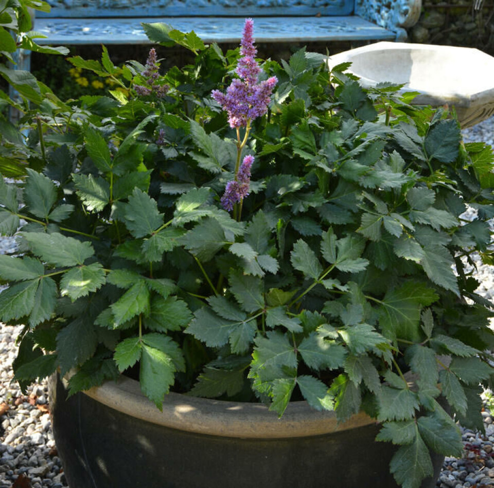 Spir kommer sent, men godt i blomst. Fotograf: Marianne Utengen En astilbe et spir som blomstrer med rosa blomster i en kraftig potte.