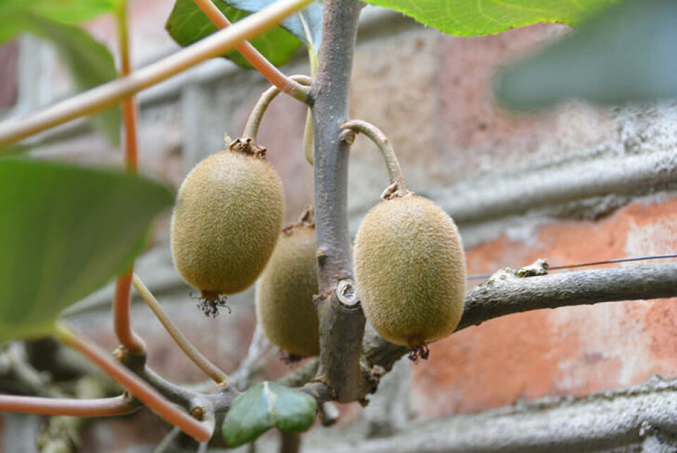 Kiwi får nok varme fra teglsteinen til å rekke å modne. Fotograf: Marianne Utengen. Kiwifrukt avbildet mot en vakker teglsteinsvegg