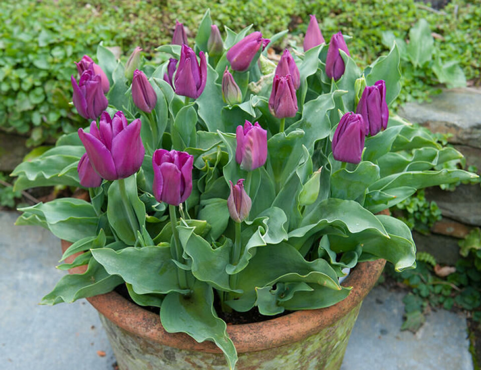 Løk kan gjerne legges i potter om høsten, til glede neste vår. Fotograf: Shutterstock. Lilla tulipaner tett i tett i en rustikk terrakottapotte.