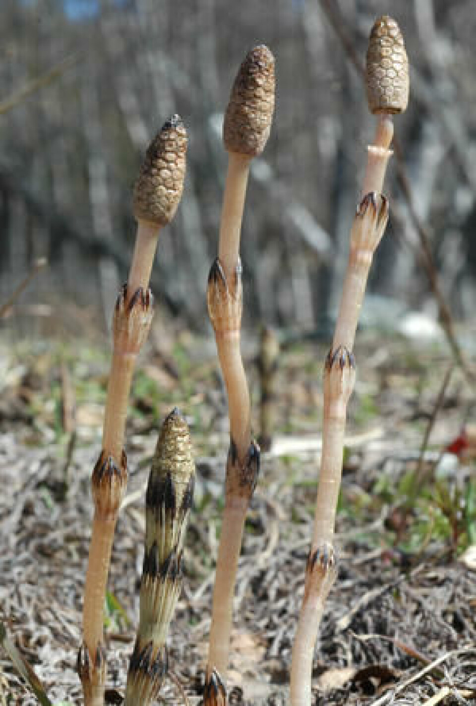 Vårstengel. Fotograf: Rolv Hjelmstad. Vårstengel av kjerringrokk.