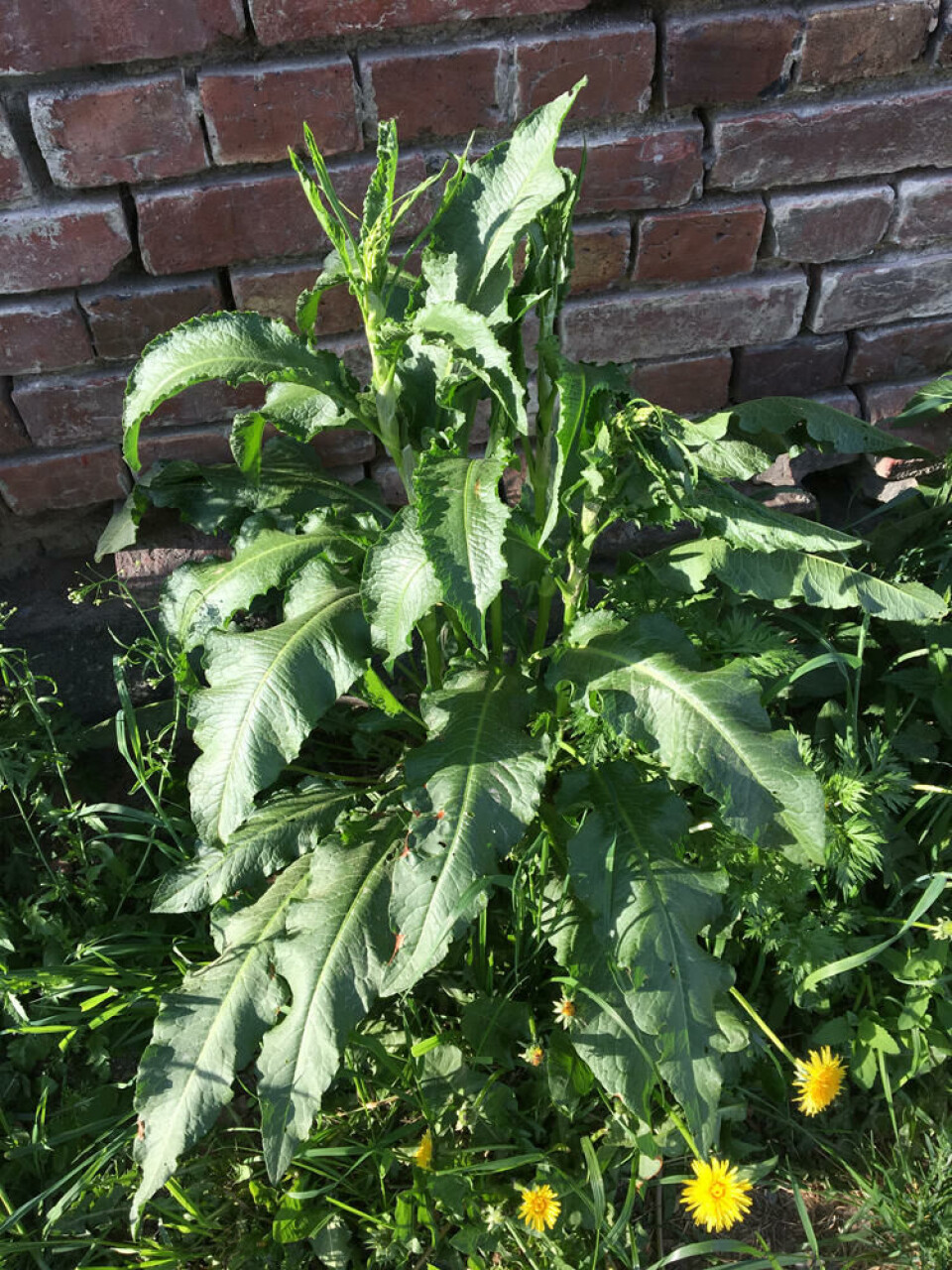 Når plantene strekker blomsterstengelen har rota minst kraft og løsner litt fra jorda. Tiden for dette kalles rotlausuka. Fotograf: Jorunn Amdal. En kraftig rosett av høymole vokser inntil en teglsteinsmur.