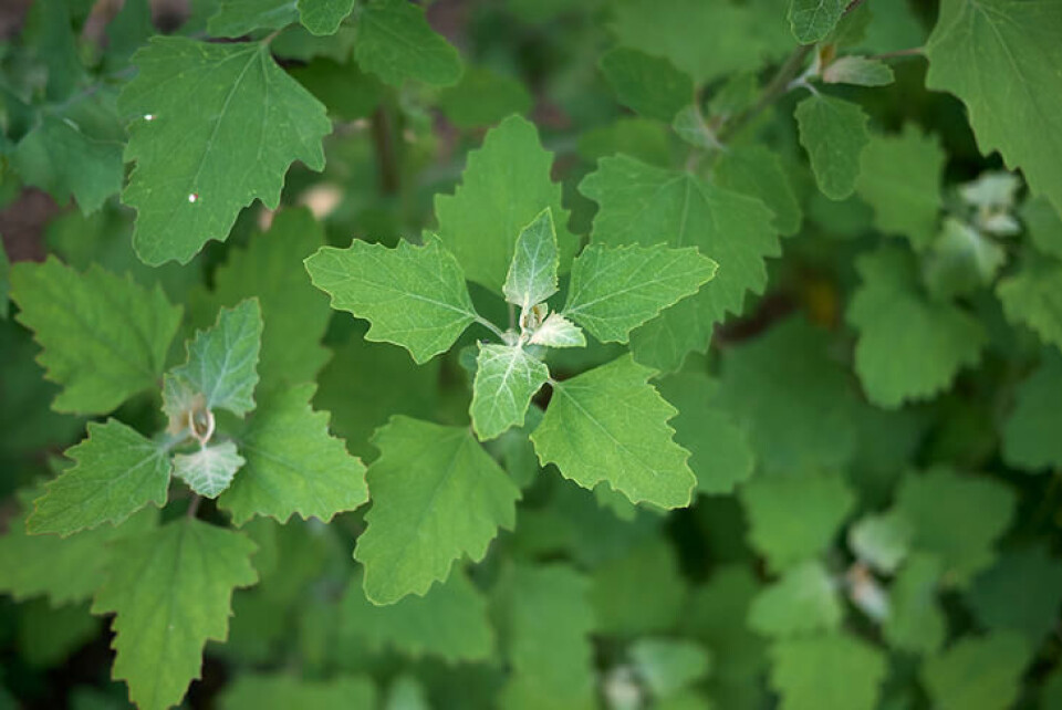 Bladform og -farge har gitt planten dens engelske navn White Goosefoot. Fotograf: Shutterstock. Nærbilde av en ung meldestokkplante.