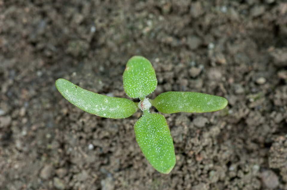 Frøplantene har parvise, avlange frøblad med stilk. Fotograf: Erling Fløistad/NIBIO. Frøplante av meldestokk