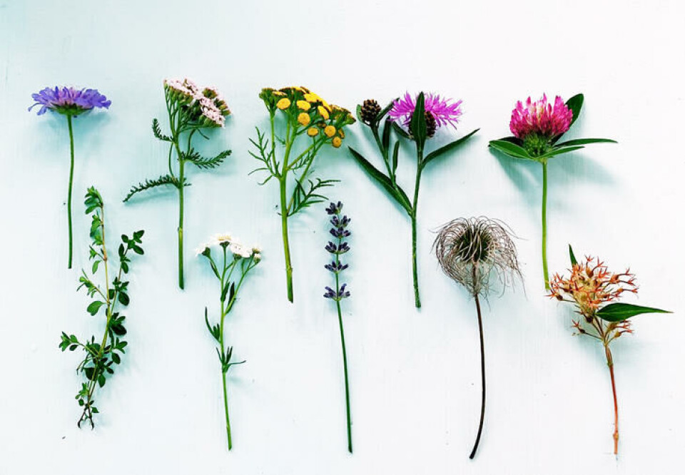 Blomster fra eng og grøftekant blir en lekker sommerkrans til håret. Blomster ra eng og grøftekant til bruk i hårkrans.