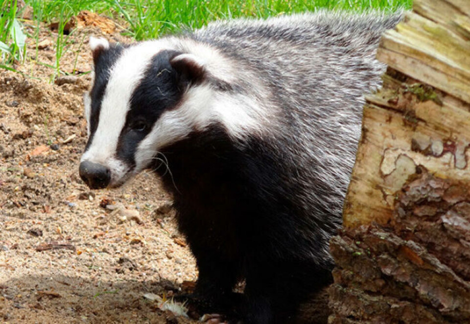 Ingen grunn for å være redd grevlingen, den er ikke farlig. Foto:Pixabay Grevling i hagen