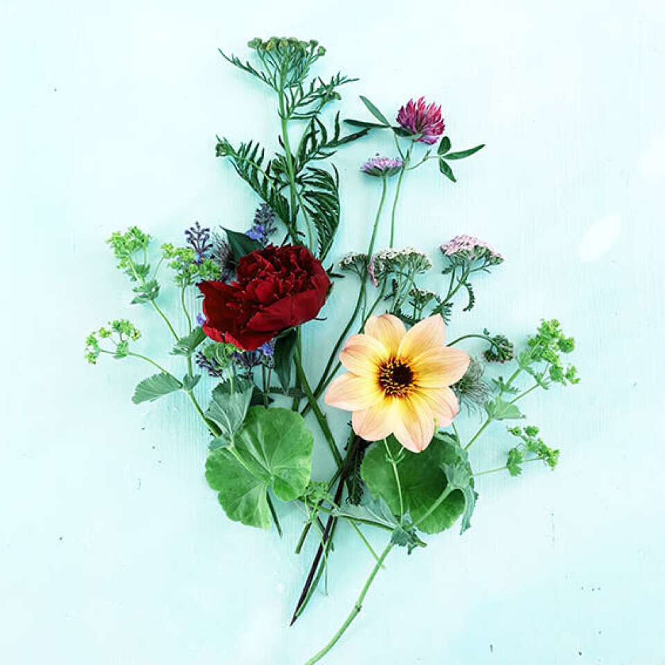 Vakre blomster fra eng og hage. Vakre blomster fra eng og hage er utgangspunktet. Georginer, pion, ryllik, marikåpe