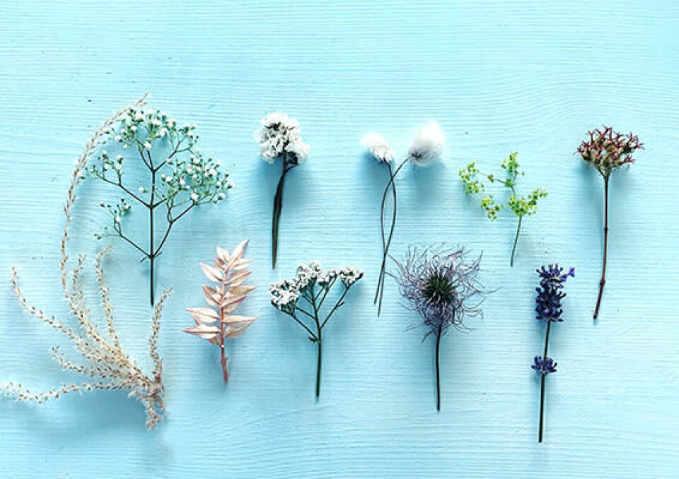 Lette og luftige blomster til en romantisk hårkrans i pastell. Blomster til romantisk hårkrans i pastell