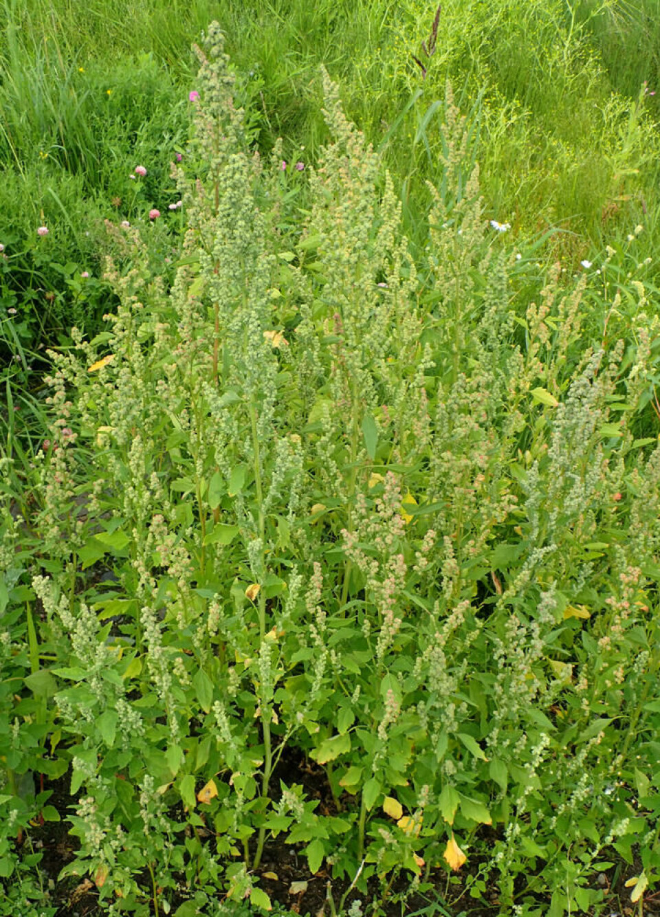 Planten bør lukes før frøene rekker å modne. Fotograf: Rolv Hjelmstad. Meldestokk som er i ferd med å modne.