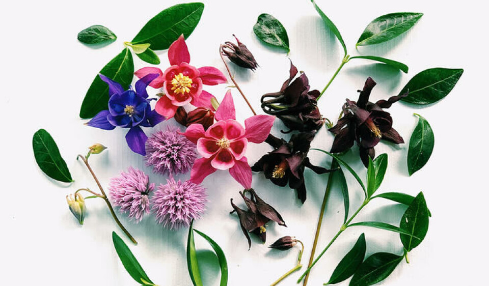 Fargerike akeleier passer utmerket i en krans til håret. Akeleier og gressløkblomster blir en vakker hårkrans.