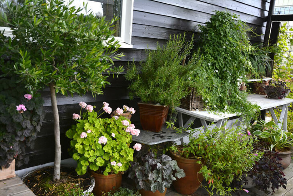 Mange av sommerblomstene våre er lite herdige, men flerårige, og kan overvintres inne. Mange utplantingsplanter, sommerblomster i potter på en terrasse om sommeren.