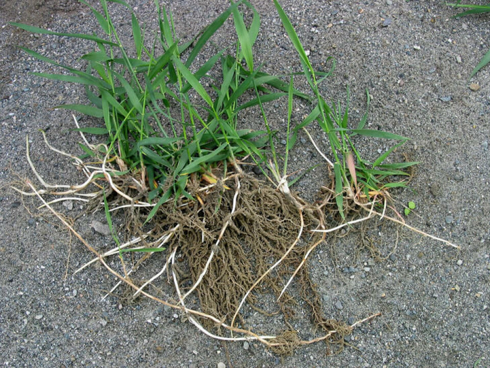 Når unge kvekeplanter, frøsådde eller ferske lysskudd, har 3–4 blad, er de mest mottakelige for bekjemping. Fotograf: Rolv Hjelmstad. Et knippe småplanter av kveke med tydelige, karakteristiske, hvite røtter.