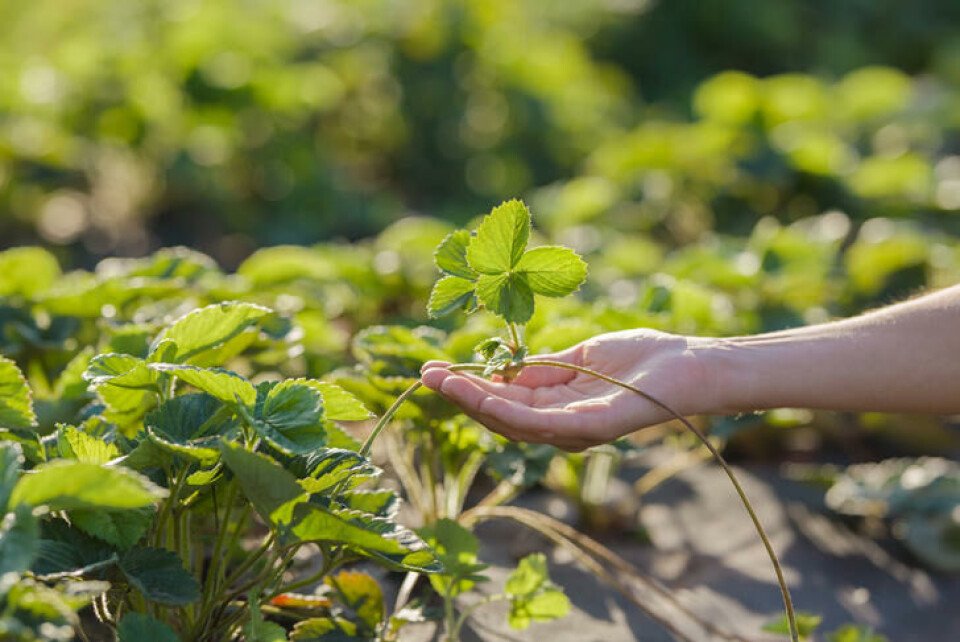 Jordbær danner såkalte uløpere der det vokser fram små planter som slår rot. En hånd holder en ung jordbærplante som sitter fast med en utløper.