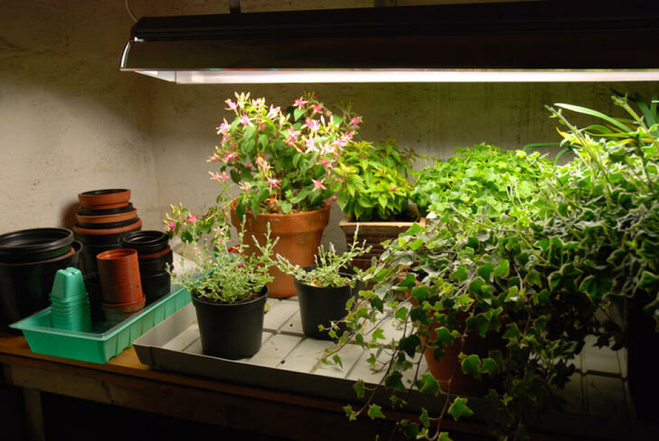 En sval kjeller med tilleggslys sikrer overvintringen. Fotograf: Marianne Utengen. Planter som overvintrer under plantelys