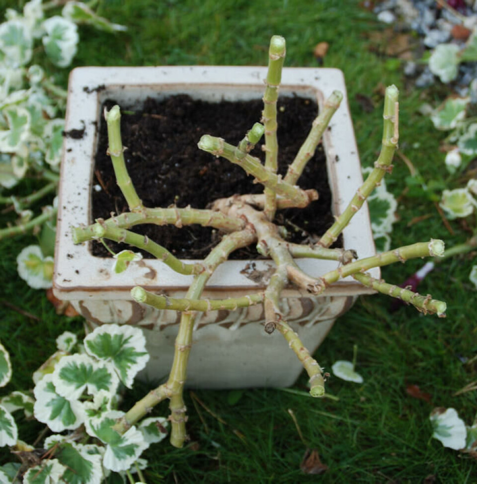En etablert pelargonia kan skjæres kraftig tilbake før den bæres inn til overvintringsplassen. En pelargonia som er kraftig skåret tilbake før innvintring.